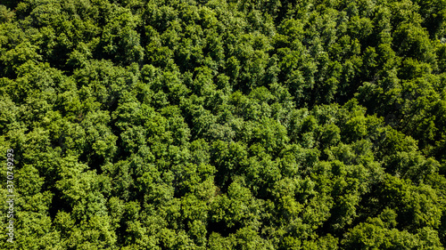 Aerial view from drone of a lush green forest or woodland