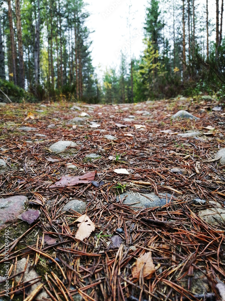 Obraz premium Walkway Lane Path With Green Trees in Forest. Beautiful Alley, road In Park. Way Through Summer Forest.