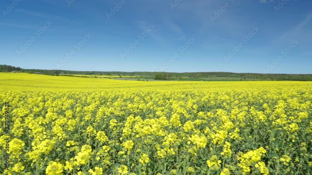 31018_A_landscape_view_of_the_rapeseed_field.mov 31018_A_landscape_view_of_the_rapeseed_field.mov