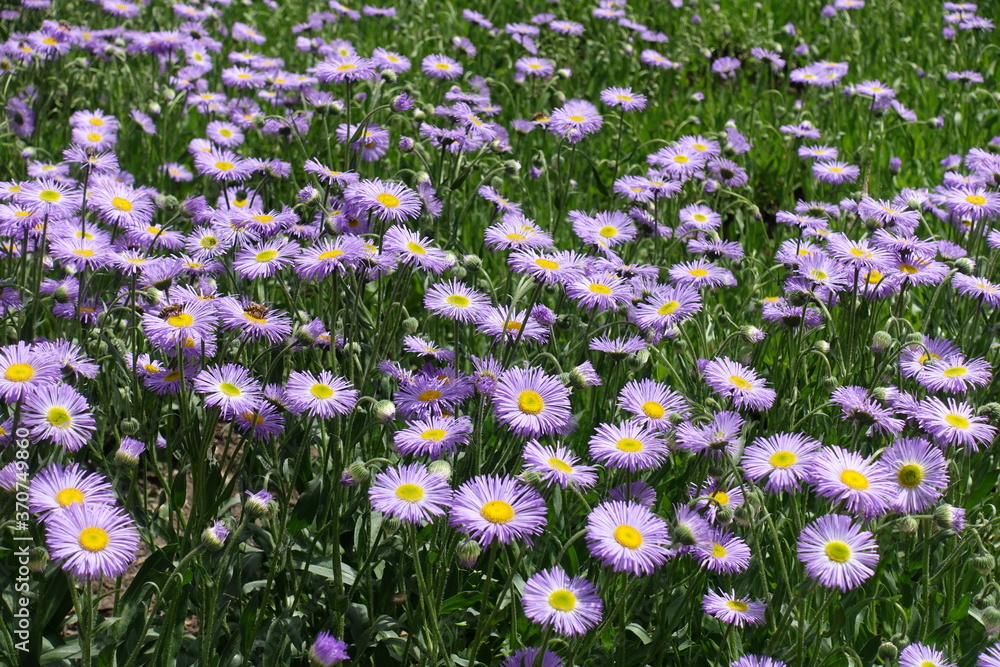 Erigeron speciosus with lots of violet flowers in May Erigeron speciosus with lots of violet flowers in May