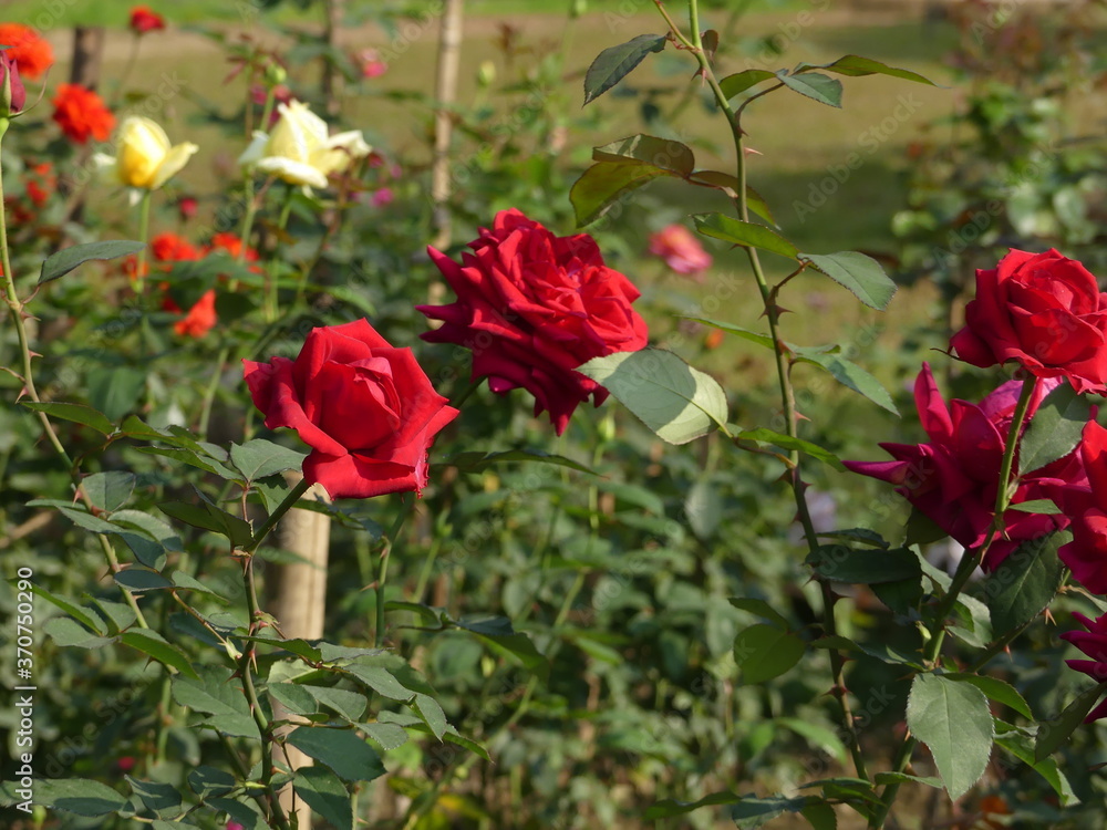 Beautiful roses in the garden, Roses for Valentine Day, and other occasions. Beautiful roses in the garden, Roses for Valentine Day, and other occasions.