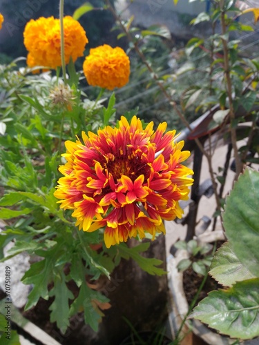 Guldaudi flowers hybrid with colours resembling fire seen in the winter season origin east asia. photo