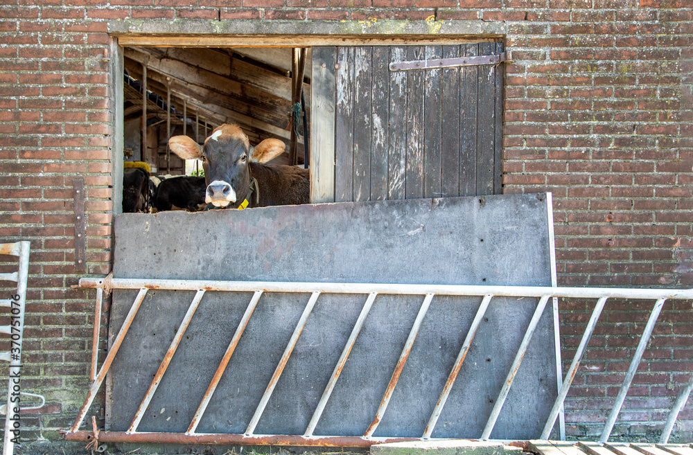 Jersey cow head looks dreamy outside from a doorway of an old stable. Jersey cow head looks dreamy outside from a doorway of an old stable.