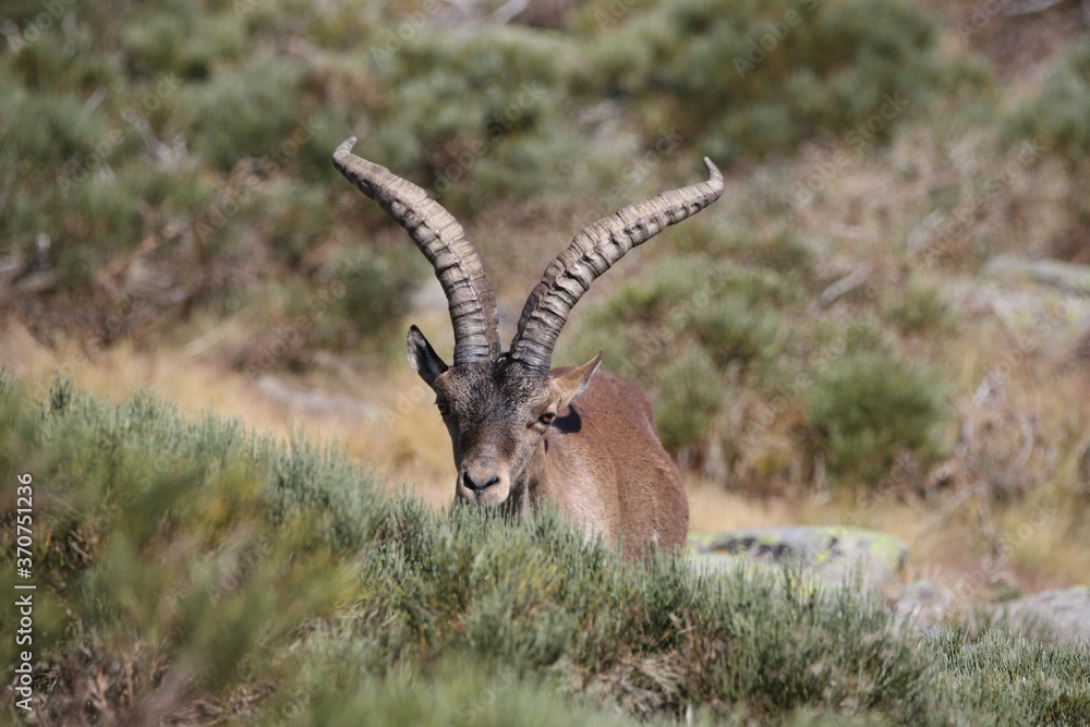 Fototapeta premium antelope in the wild