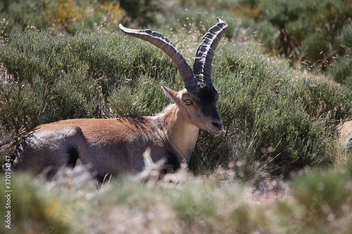 red deer buck