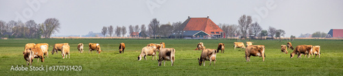 Group of jersey cows grazing in the pasture, peaceful and sunny in Dutch Friesian landscape of flat land with a blue sky and a straight horizon, wide panoramic view