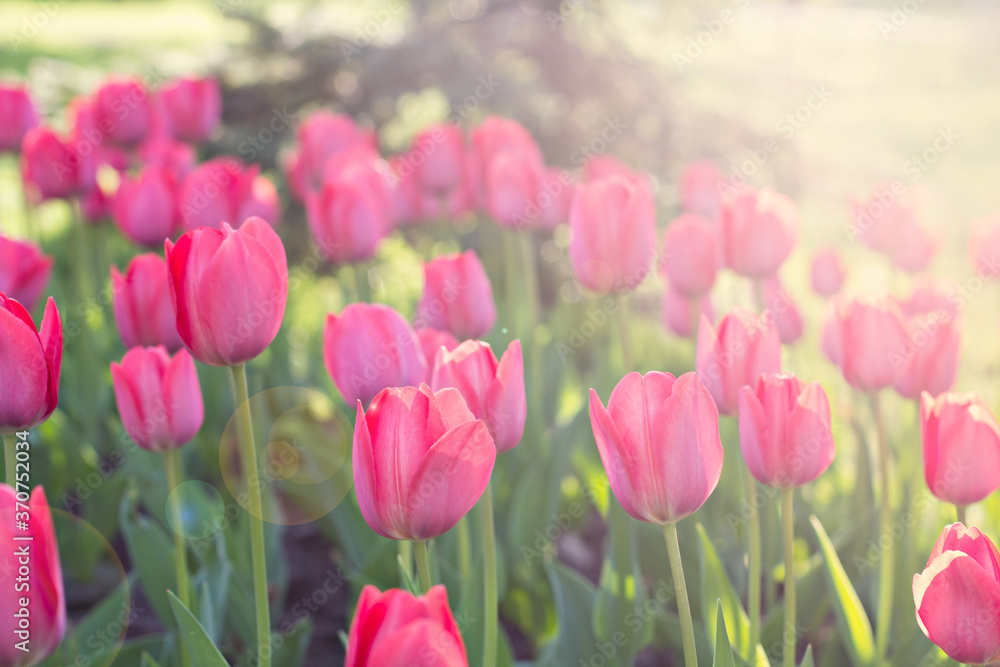 Field, flower bed with pink tulips.