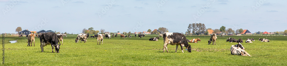 Group of cows grazing in the pasture, peaceful and sunny with a blue sky with clouds, panoramic wide view