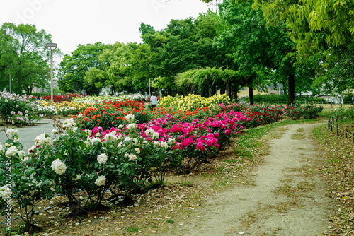 Fototapeta Naklejka Na Ścianę i Meble -  バラの咲く公園の風景・尼崎市立農業公園