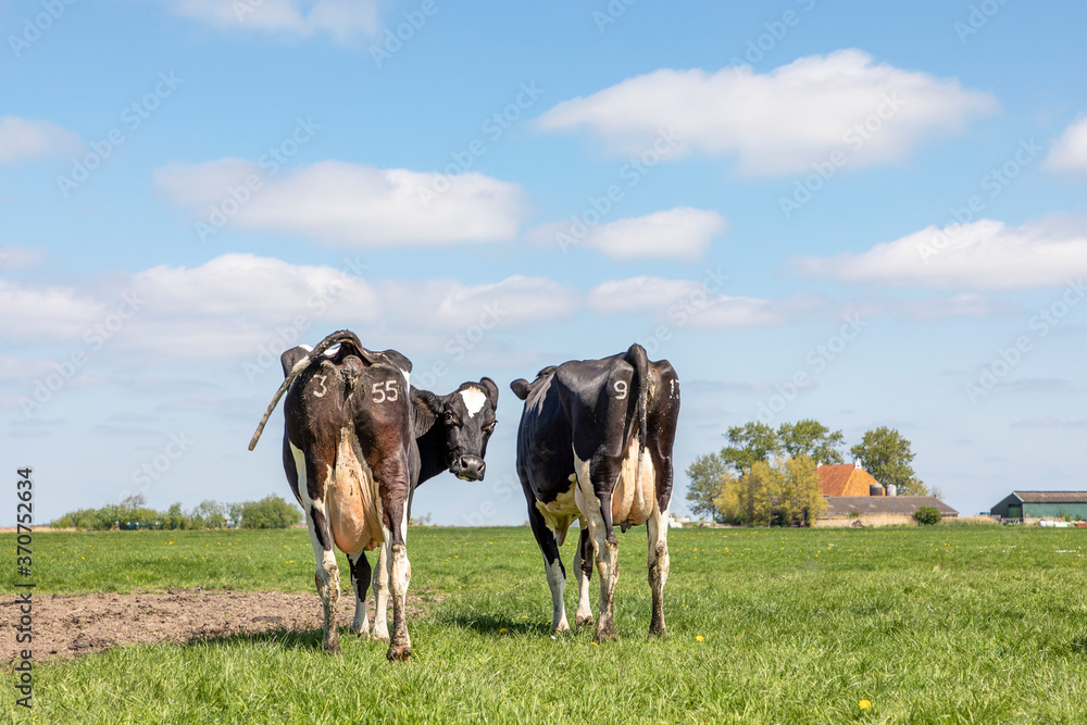 Two cows walking away in the green field, seen from behind, stroll towards the horizon. Cheeky cow looking backwards with turned head, showing its udders in a landscape under a blue sky.