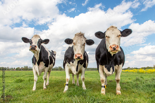 Three cows in a pasture under a blue cloudy sky and a faraway straight horizon, upright and sturdy and wearing a cattle ankle tracking sensor connected to the cloud © Clara