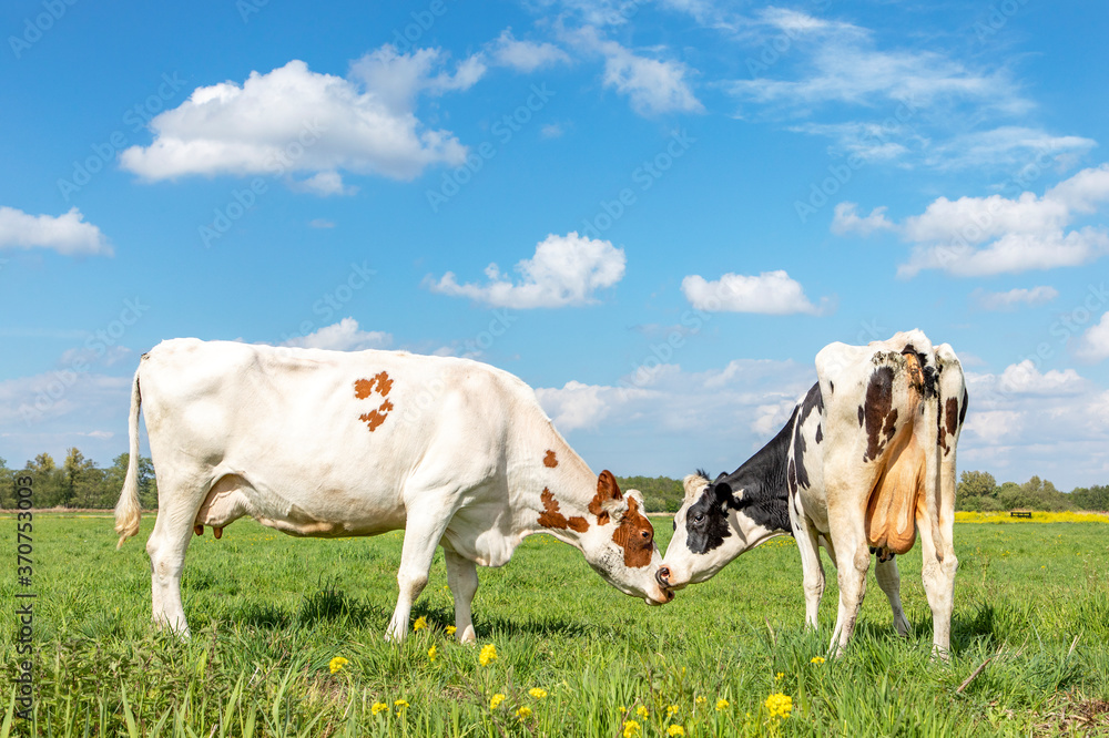 Side view of two cows sniffing each other's nose, one white and red cow, the other black and white. standing in a pasture under a blue sky and a faraway straight horizon on a sunny day Side view of two cows sniffing each other's nose, one white and red cow, the other black and white. standing in a pasture under a blue sky and a faraway straight horizon on a sunny day