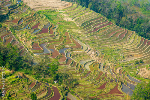 Yuanyang rice terrace  Yunnan  China