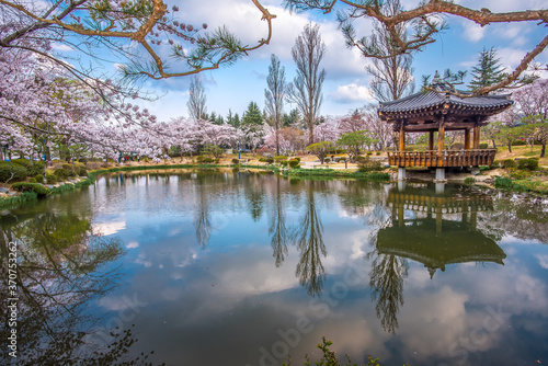 Cherry blossoms are in full bloom around the pond in Bomunjeong, Gyeongju, Korea.	