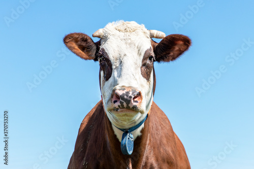 Grumpy funny, red eye patches, cow with horns breed of cattle called: blaarkop or fleckvieh and a blue sky background. © Clara