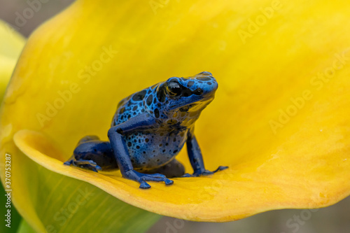 Blue poison-dart frog (Dendrobates tinctorius azureus)