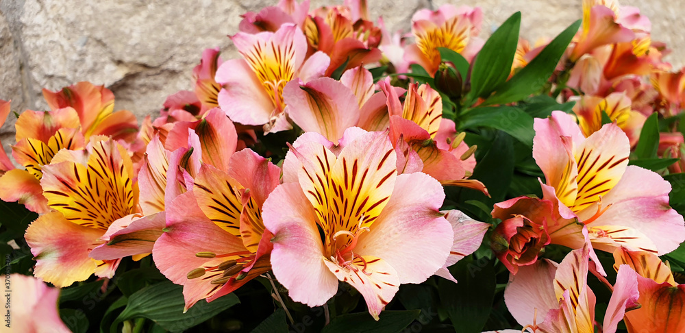 Fototapeta premium Orange and pink flowers Alstroemeria on the background of a stone wall.