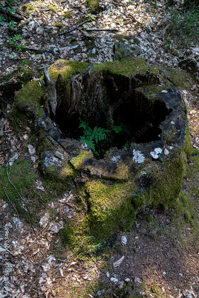 Baumstumpf