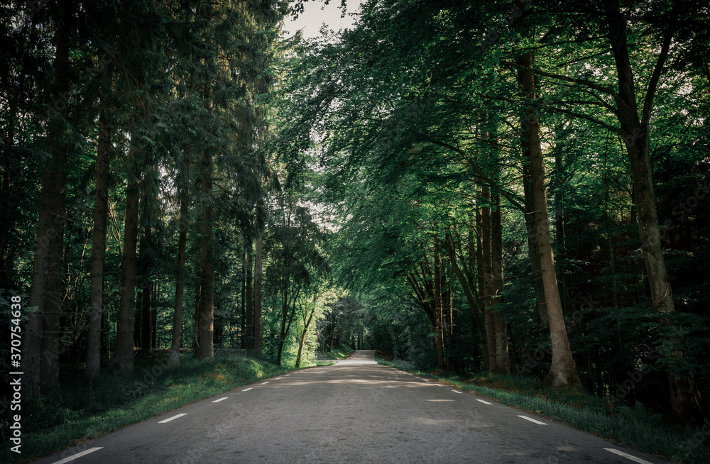 Beautiful road into the unknown forest, deep dark nature colors, wanderlust filled road trip Beautiful road into the unknown forest, deep dark nature colors, wanderlust filled road trip