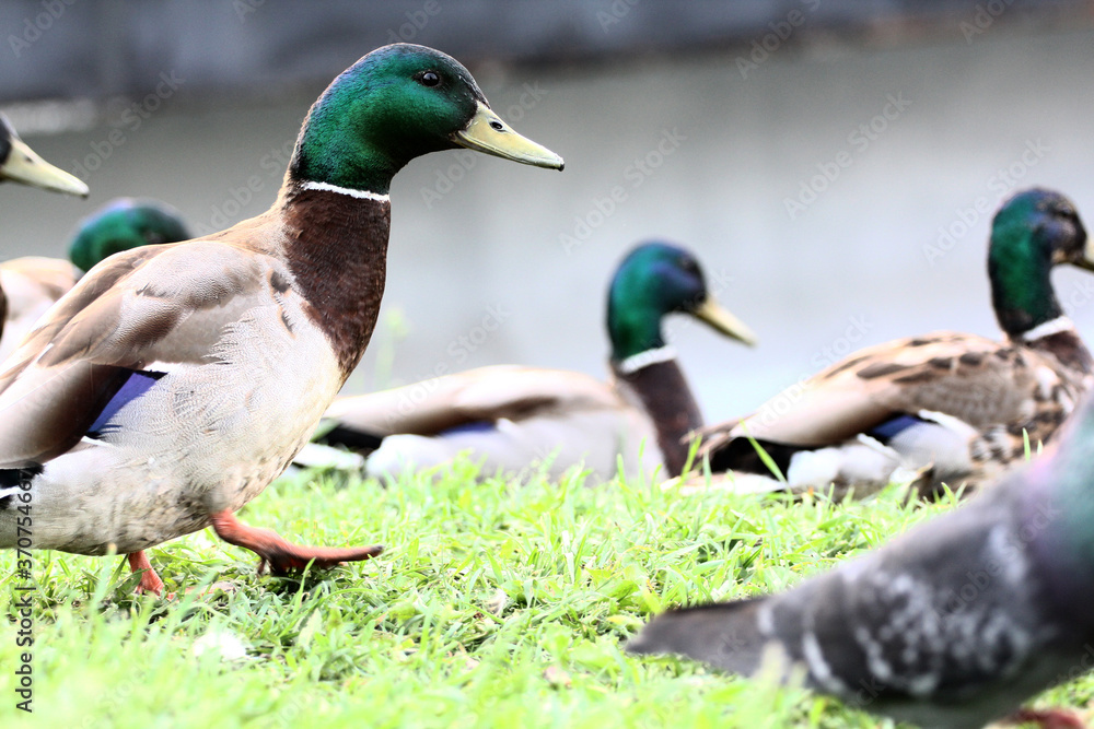 ducks on the shore, male wild duck outside the water ducks on the shore, male wild duck outside the water