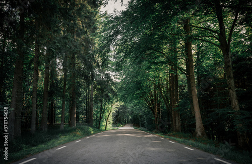 Beautiful road into the unknown forest, deep dark nature colors, wanderlust filled road trip