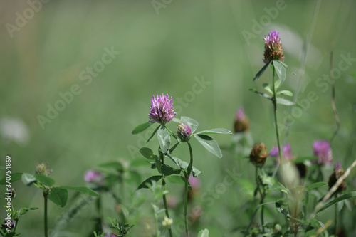 Wallpaper Mural Small flowers of pink meadow clover on a warm summer day Torontodigital.ca