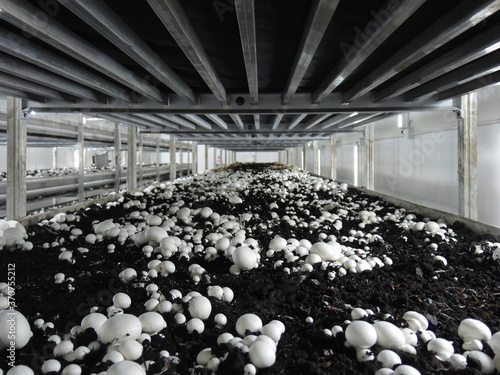 Mushroom Farm