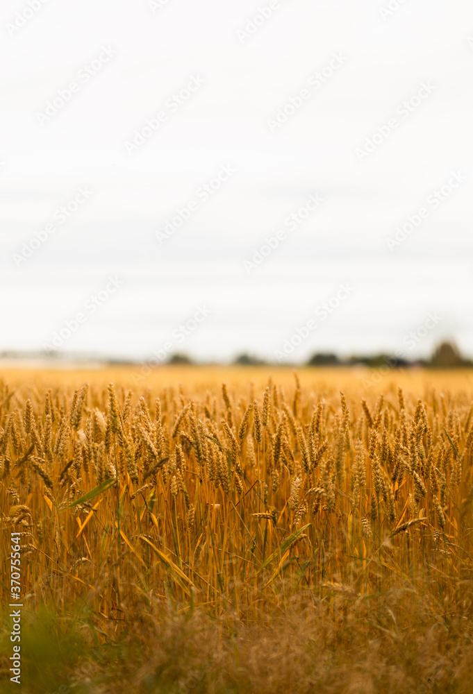 Idyllic picture of a wheat field right before harvest, sunlight highlights the details in the wheat field, beautiful agricultural background