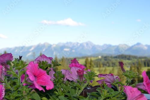 Tatra Mountain range seen through the Petunia hybrida pink flowers. Podhale, Poland © PaulSat