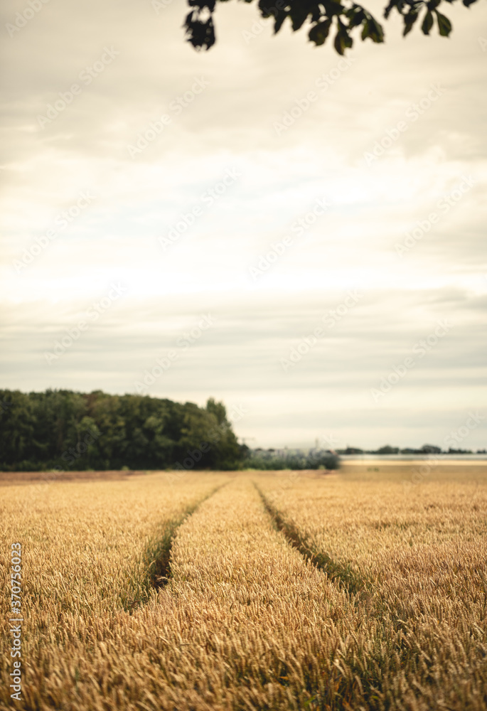 Tractor trails through a wheat field during harvest, taken during summer harvest months