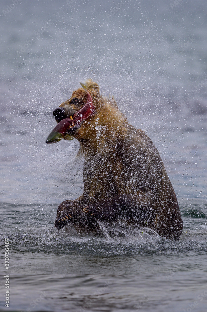 Fototapeta premium Ruling the landscape, brown bears of Kamchatka (Ursus arctos beringianus)