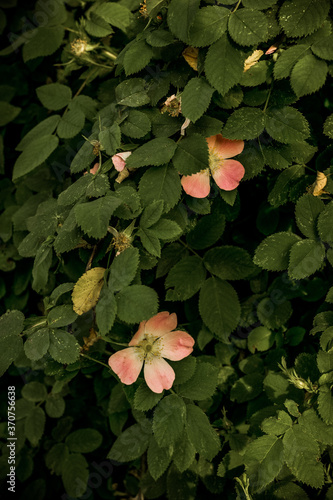 Beautiful pink rosehip bud flower among the leaves. Foliage and flower