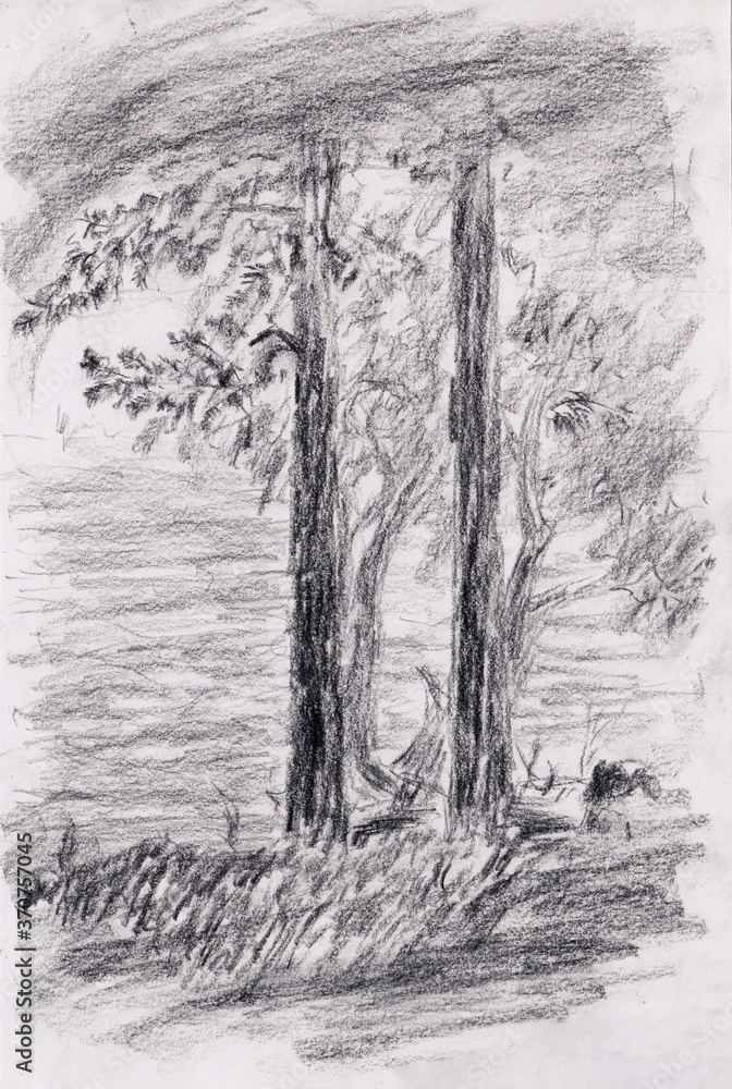 Charcoal pencil stock illustration of forest scenery with two trees on the foreground.  Atmospheric nature picture for backgrounds, postcards, packaging or decoration. Hand draw nature scenery.