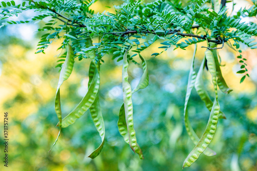 wild fruits of acacia on the tree photo