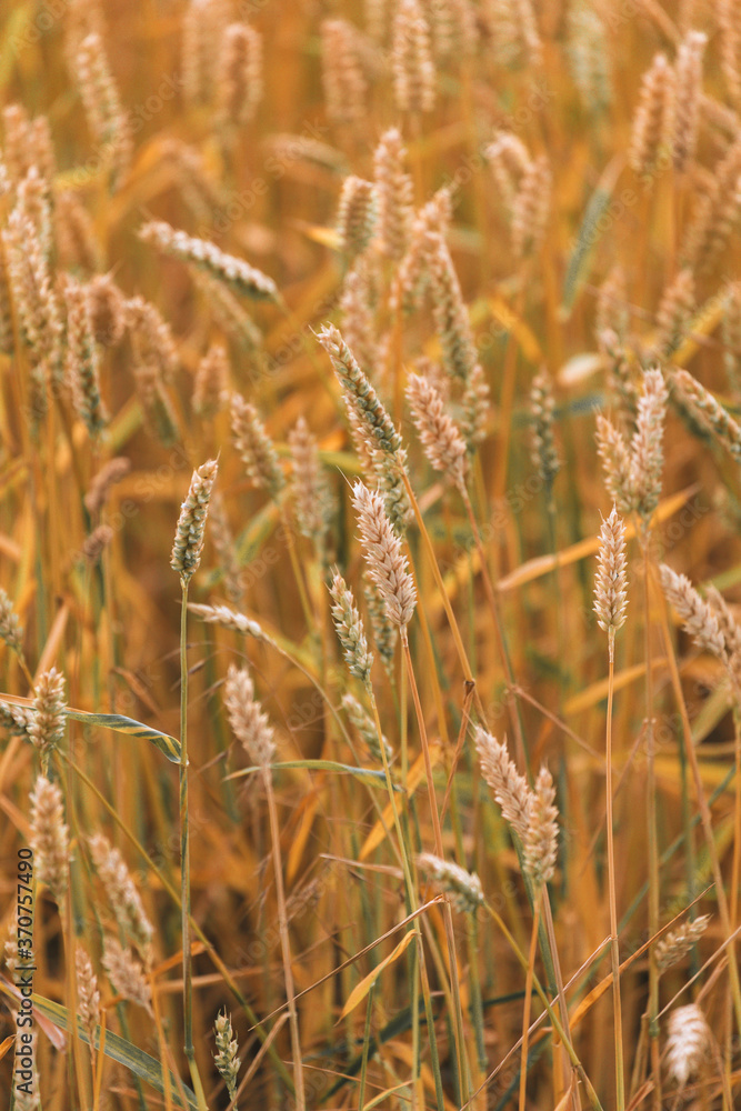 Full frame image of wheat field in sunlight, taken during summer, right before harvest