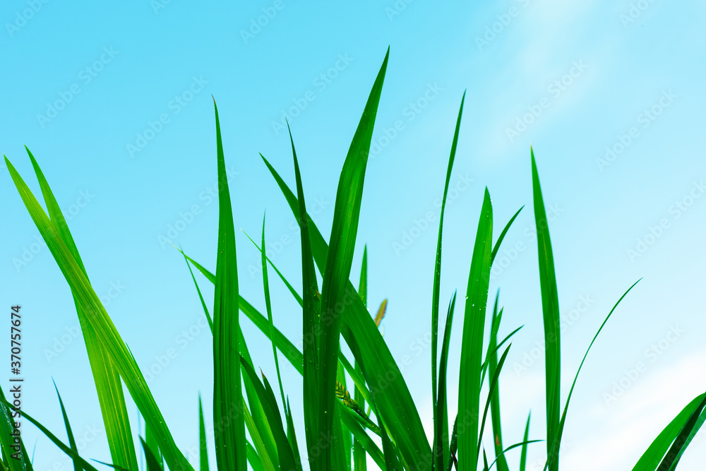 Beautiful green grass with drops under blue sky. Close up. Beautiful green grass with drops under blue sky. Close up.