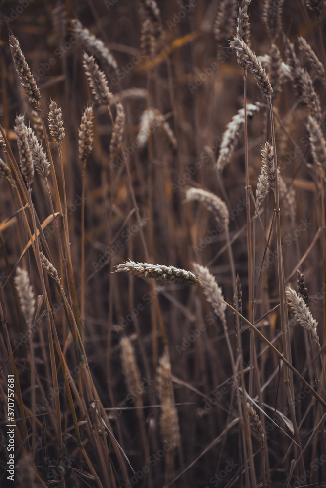 Full frame image of wheat field in sunlight, taken during summer, right before harvest Full frame image of wheat field in sunlight, taken during summer, right before harvest