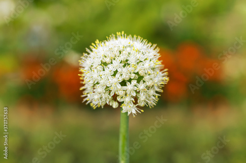 Onion flower Closeup of white onion flowers stalk  flowering onions  or alliums in the summer garden. Green onion. Traditional ingredients for To improve the taste. blooming onion plant in garden.