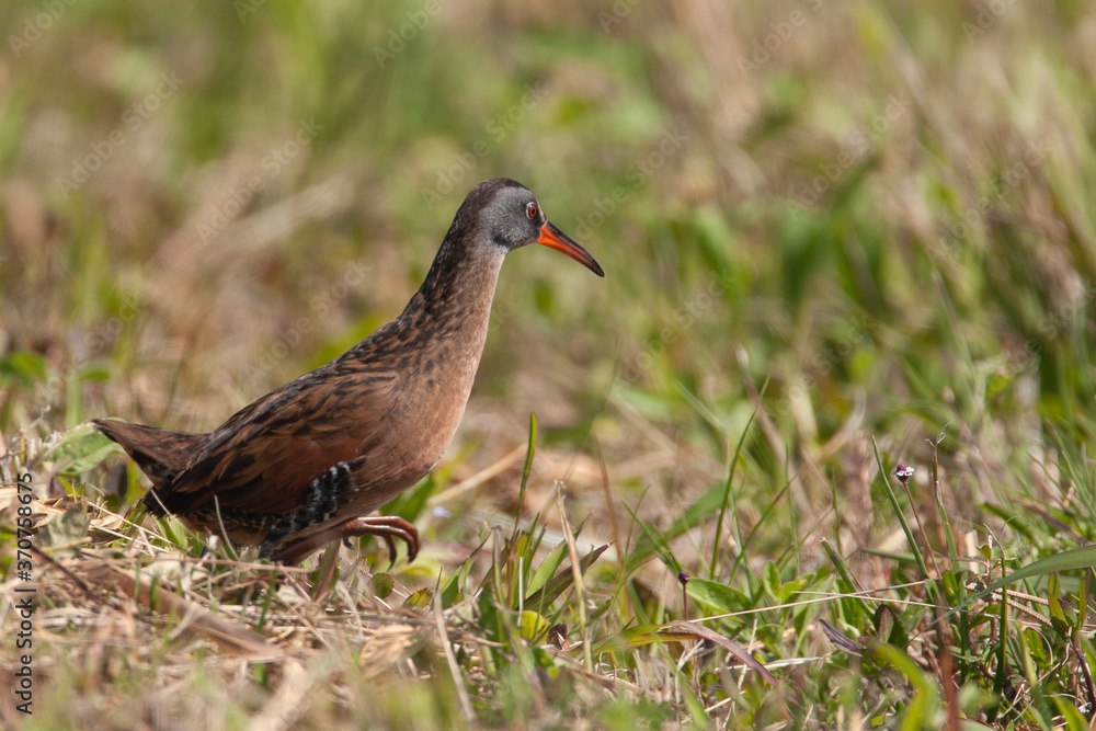 Virginia Rail in Florida Marsh Virginia Rail in Florida Marsh