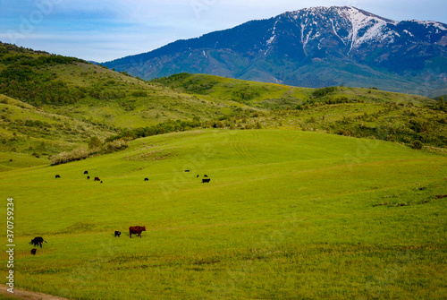 cows in the mountains © Aaron