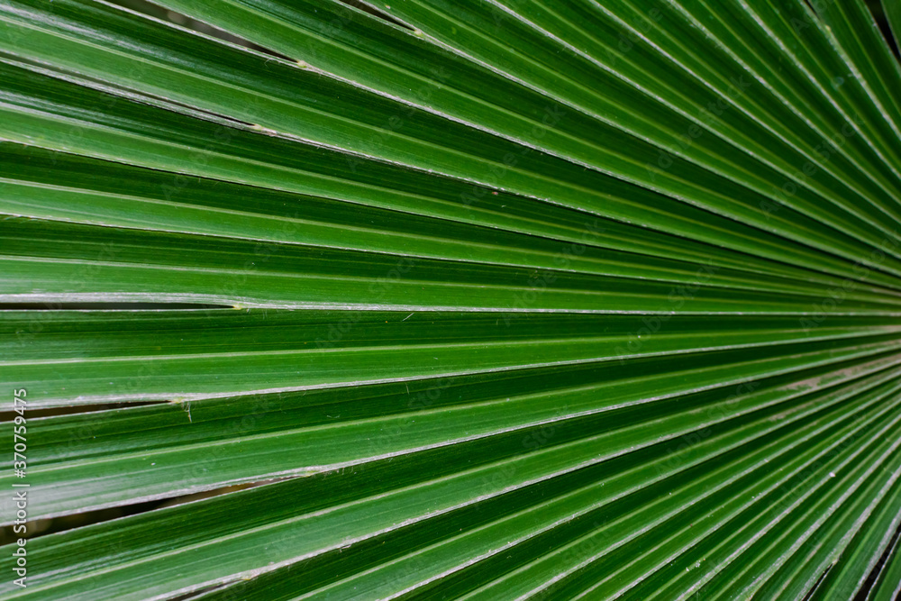 Green palm leaf texture, close view Green palm leaf texture, close view
