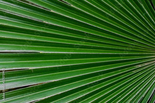 Green palm leaf texture  close view