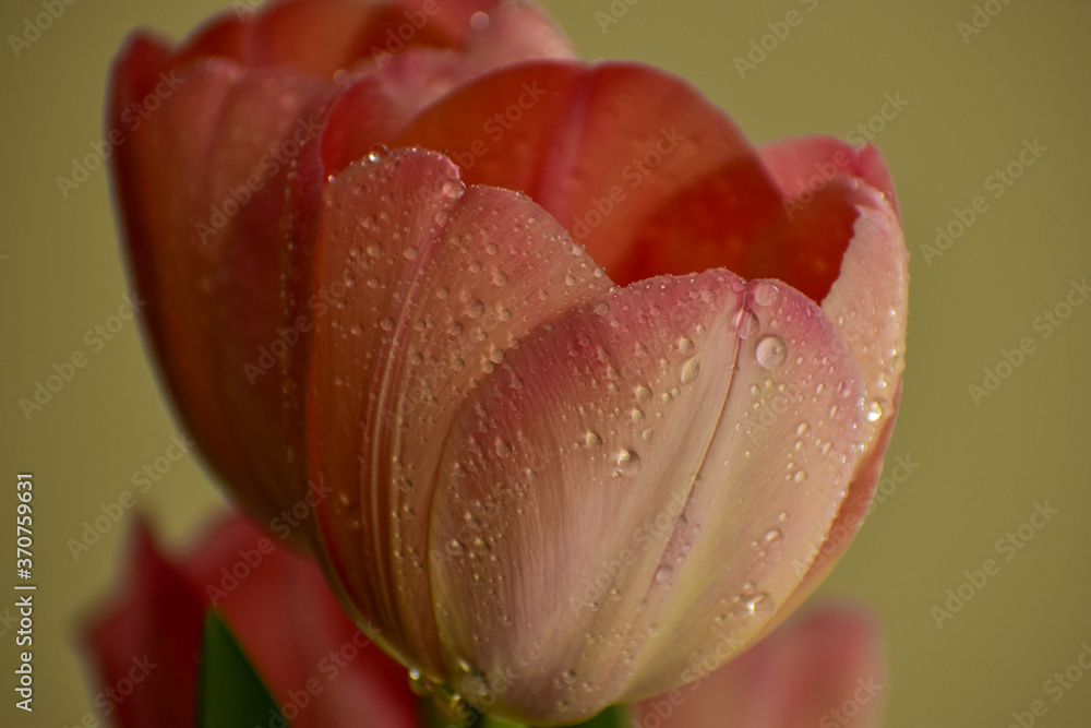 red tulip closeup