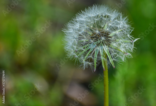 dandelion in the grass