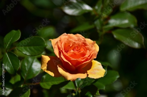 single orange rose