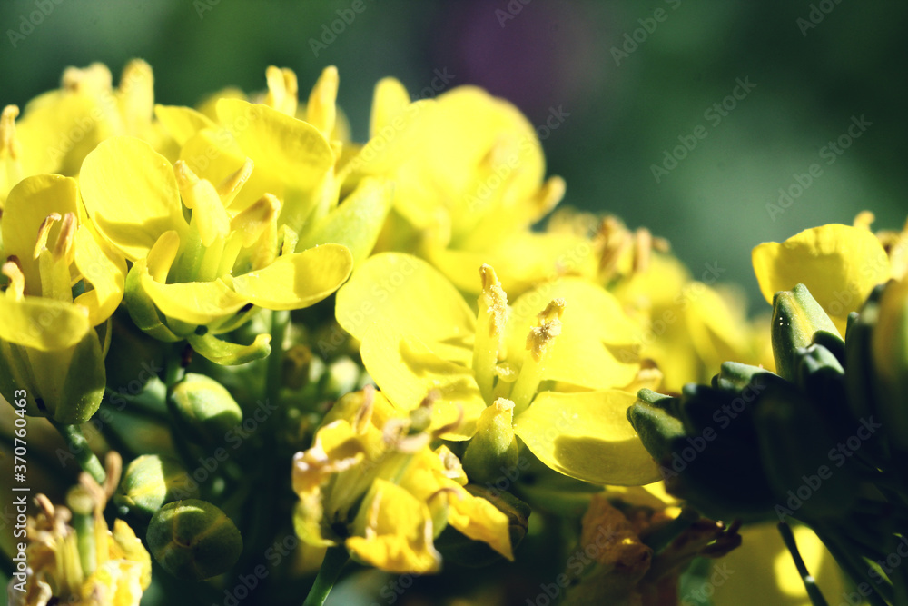 Macro photo nature yellow Caltha palustris flower. Texture background blooming wild yellow flower marsh-marigold. An image of a plant blooming yellow marsh-marigold flower Macro photo nature yellow Caltha palustris flower. Texture background blooming wild yellow flower marsh-marigold. An image of a plant blooming yellow marsh-marigold flower