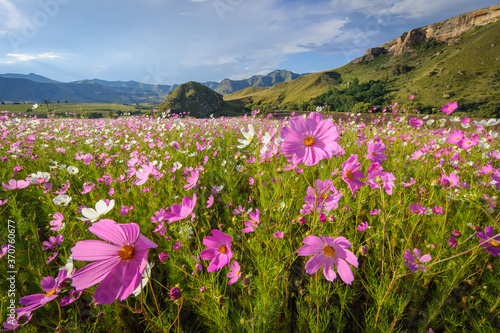 Beautiful pink and white cosmos flowers. Eastern Free State. South Africa. photo