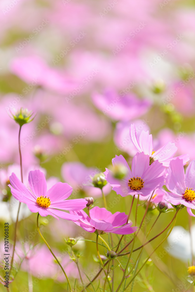Beautiful pink and white cosmos flowers. Eastern Free State. South Africa. Beautiful pink and white cosmos flowers. Eastern Free State. South Africa.