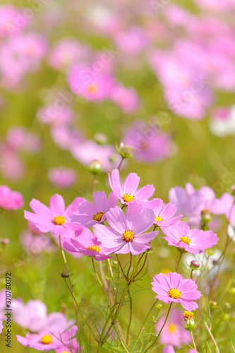 Beautiful pink and white cosmos flowers. Eastern Free State. South Africa.