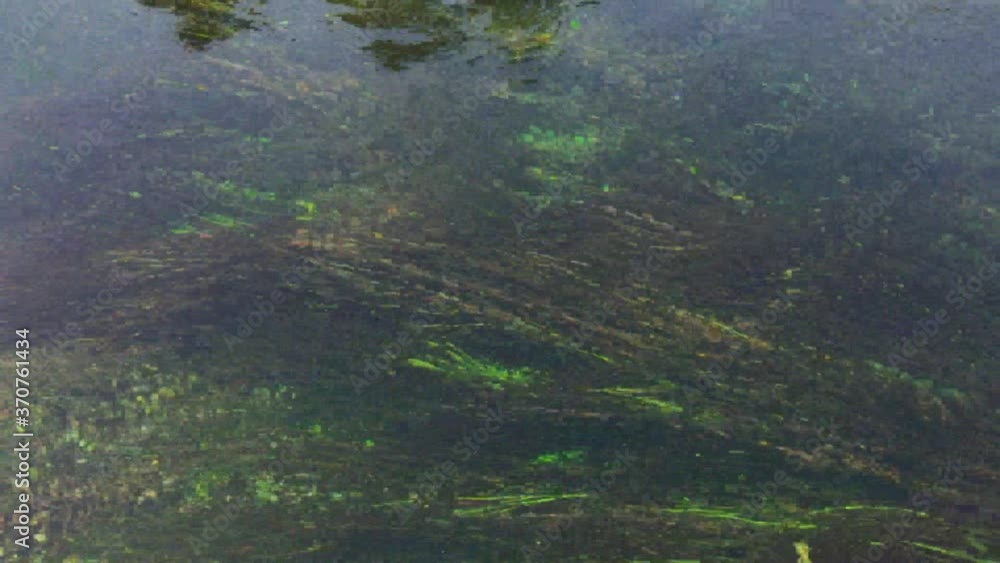 river underwater weeds pass by as the boat travels river underwater weeds pass by as the boat travels